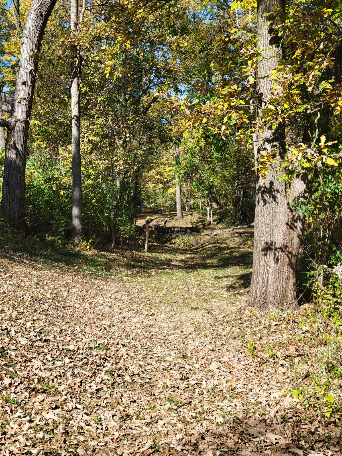 Hole 7 fairway cleaned up
Course is looking much nicer