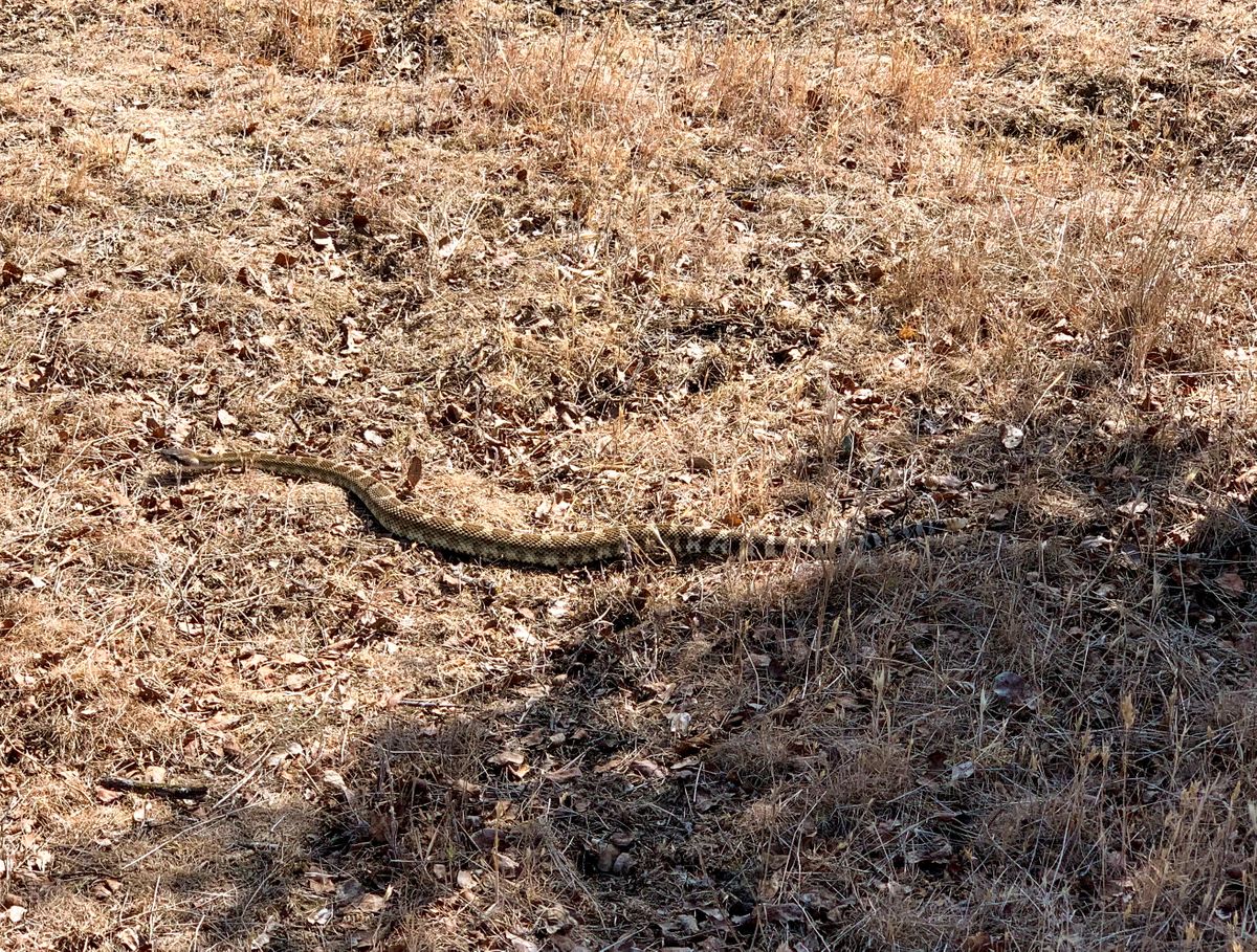 Caution Rattlesnakes