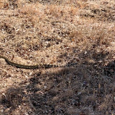 Caution Rattlesnakes