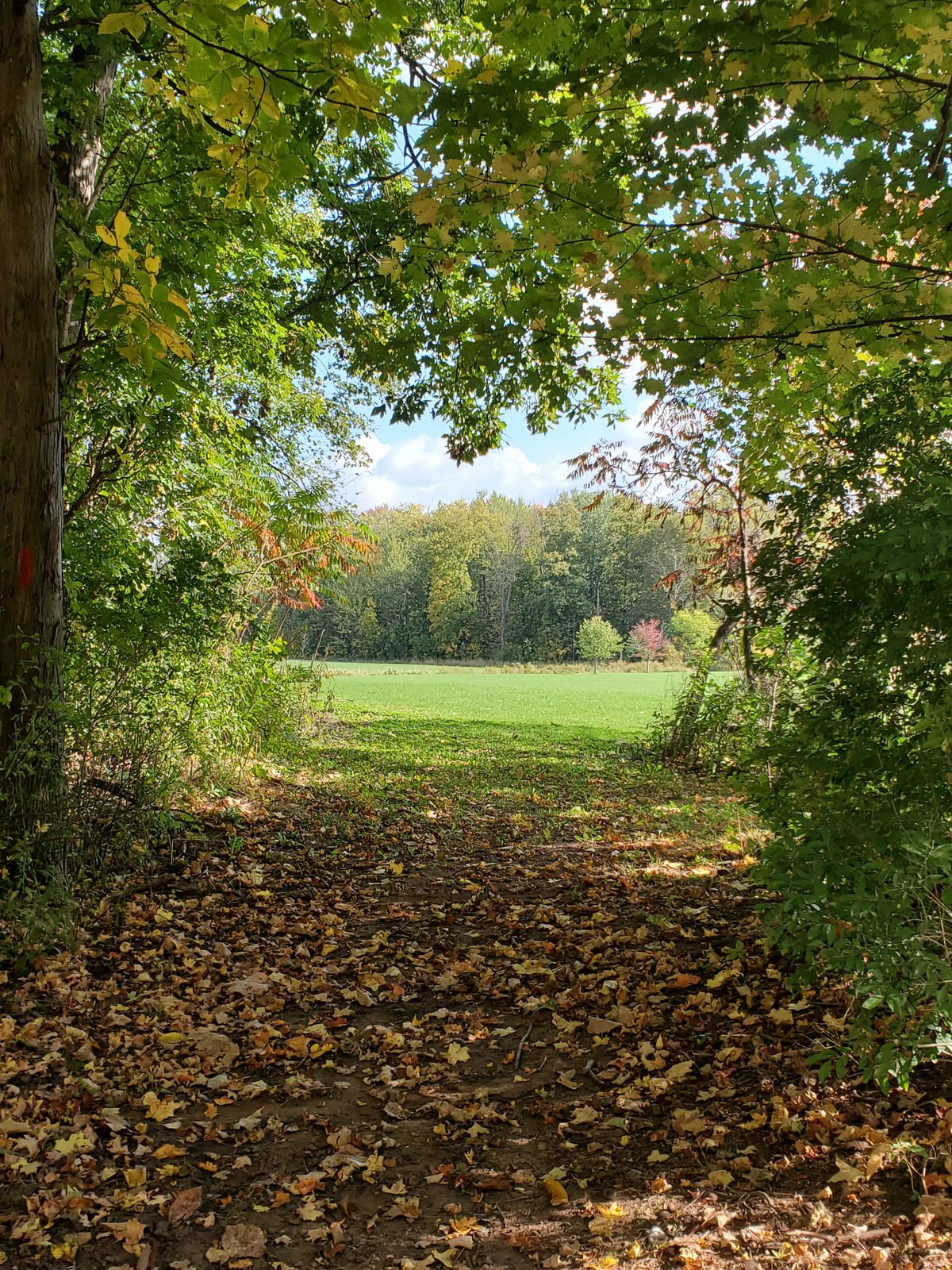 Tee 1
