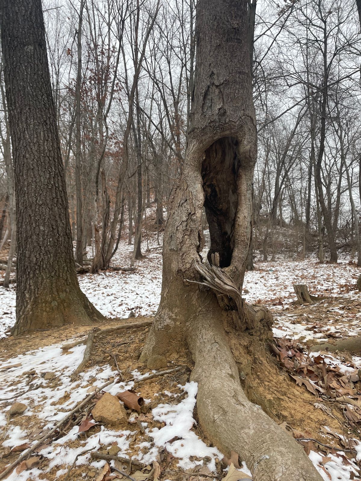 Looking through the tree to the basket on Hole 9