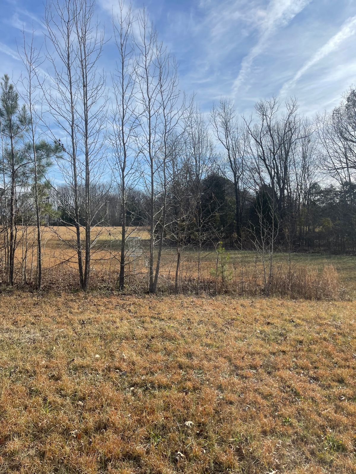 Hole 5 basket behind a small line of trees