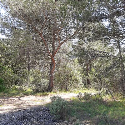 Très belle forêt et pinède sans parcours de disc golf