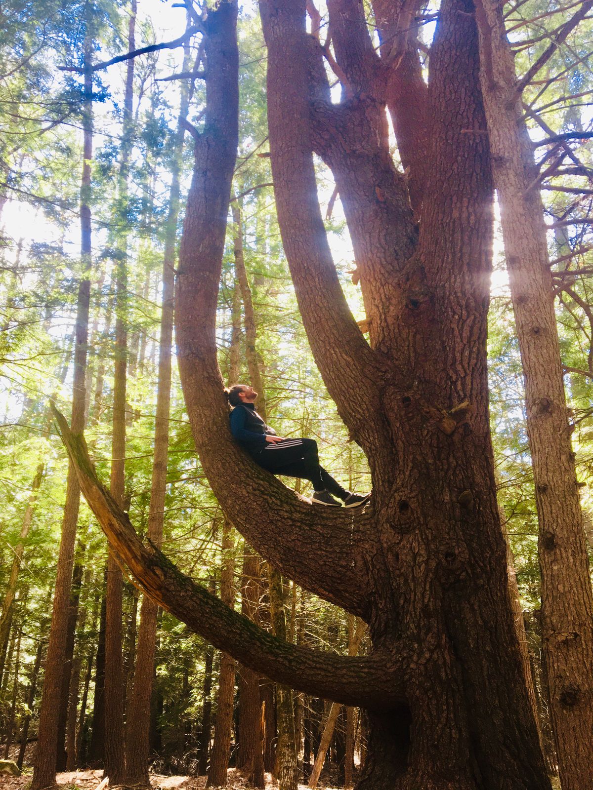 Old pasture grown white pine on hole 17