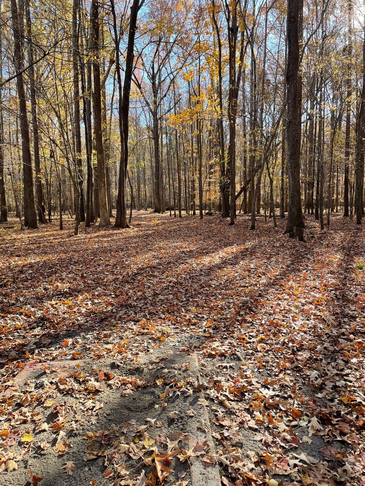 Hole 6 tee