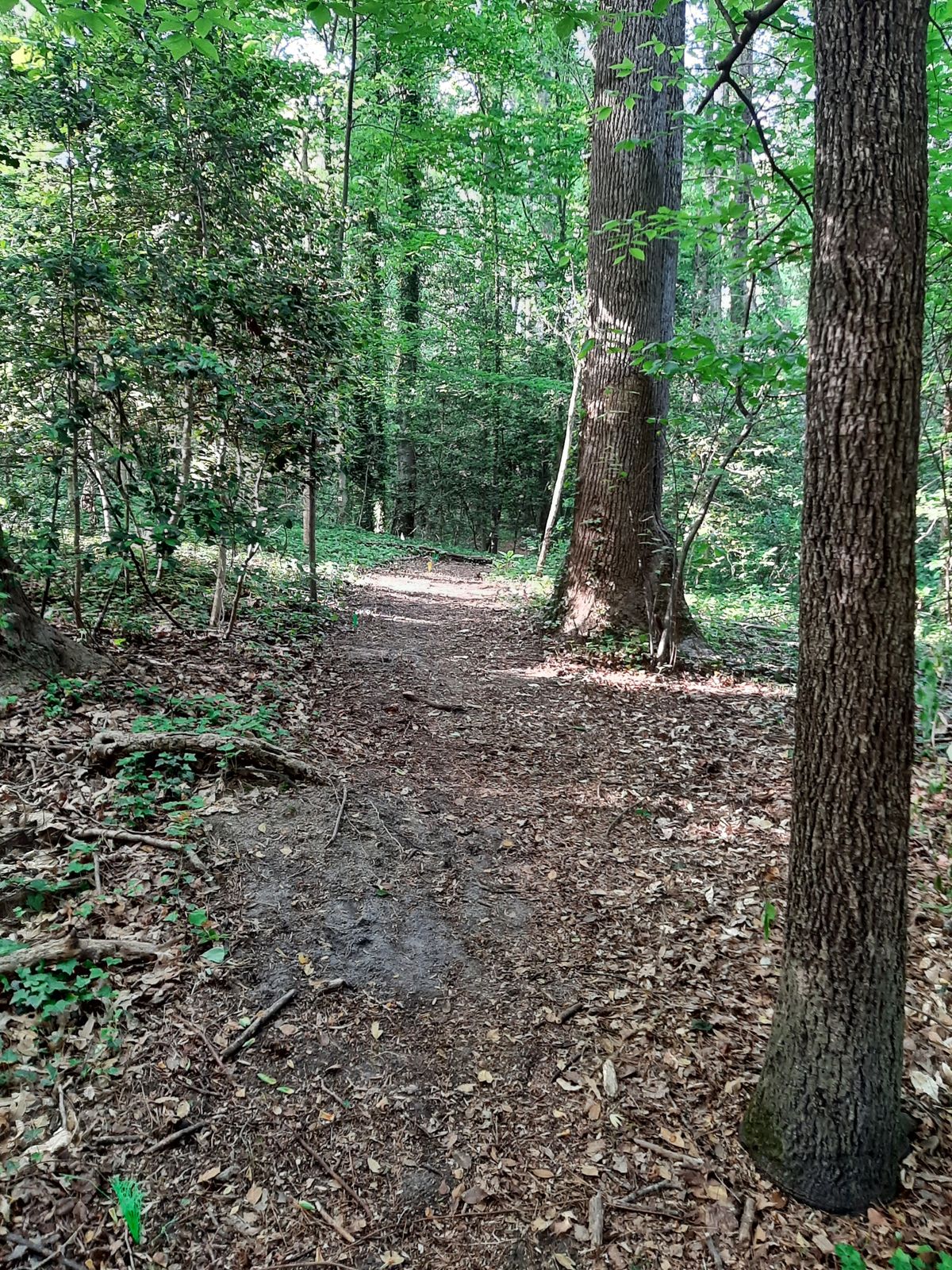Hole 14 Blue Tee
