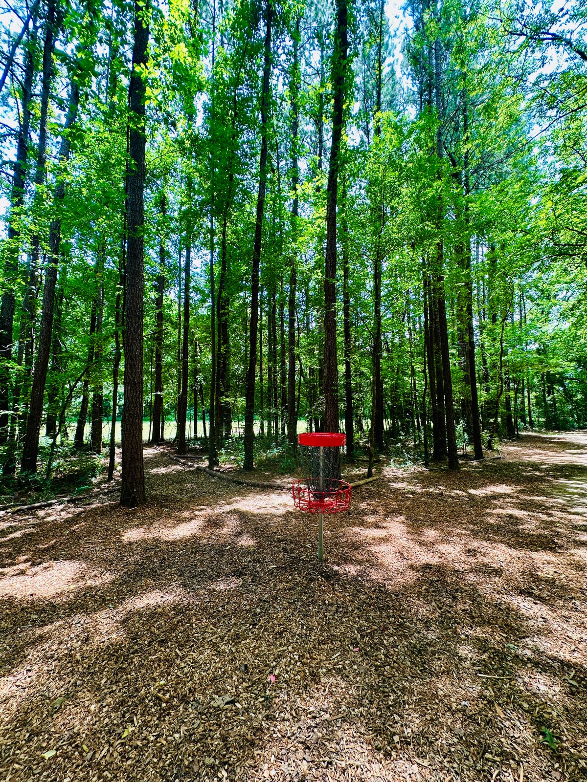 Hole 8 (short basket)