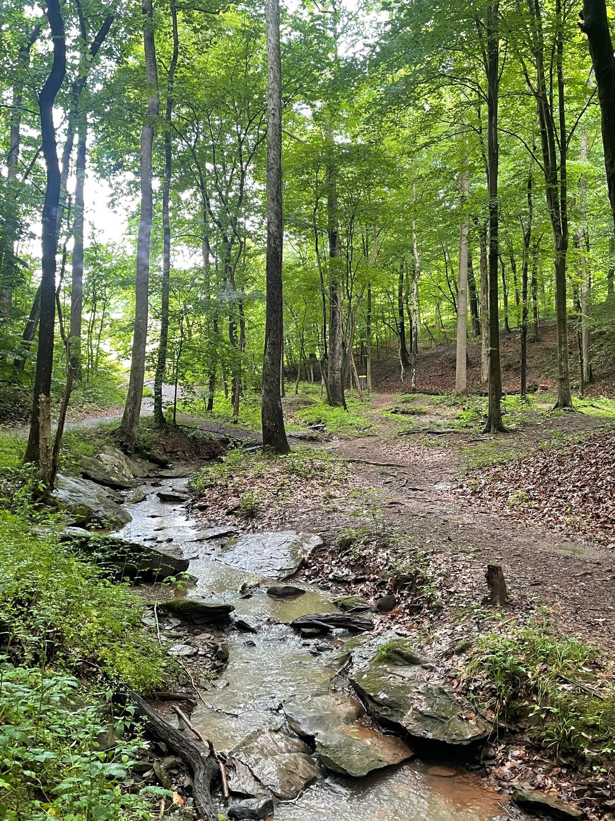 On hole 6. View from a few dozen feet in front of the tee. Short pin left and long pin next hill.