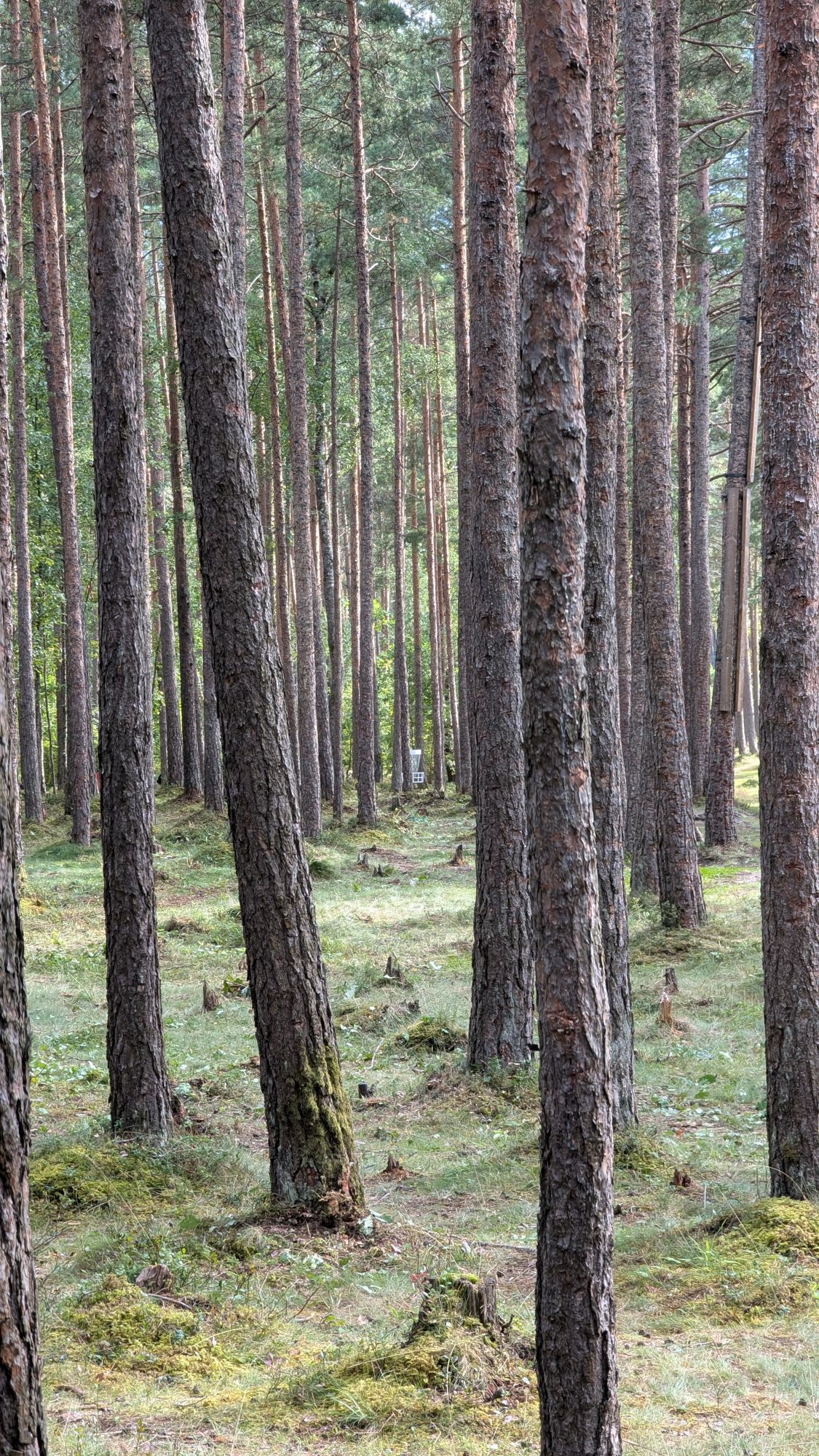 Beautiful pine forest. Picture taken on the left side of Hole 11, off the fairway.