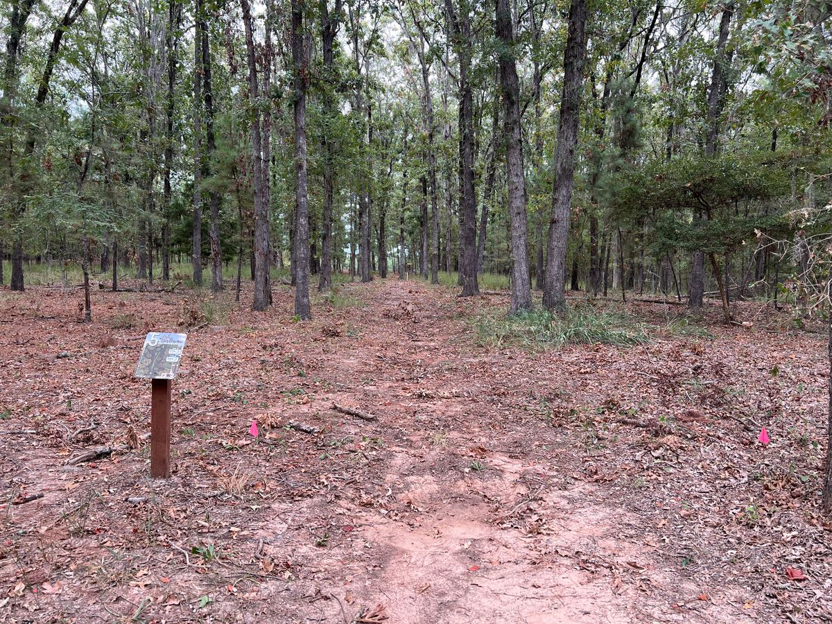 Hole 5 tee