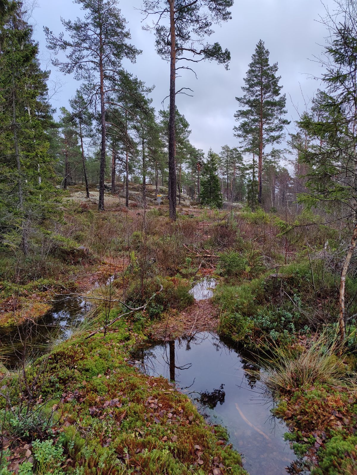 Keskellä väylää suota, kierrä vasemmalta sivulta