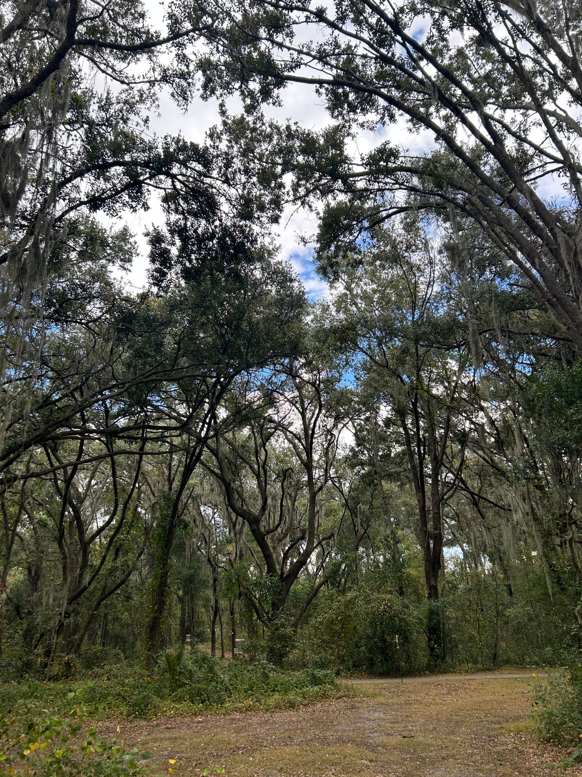 neat canopy🌳🌳