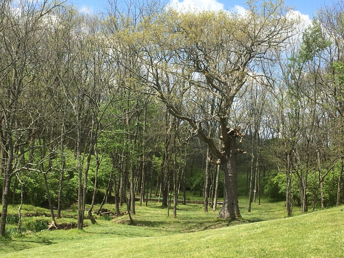 Hole #8 from mid fairway.