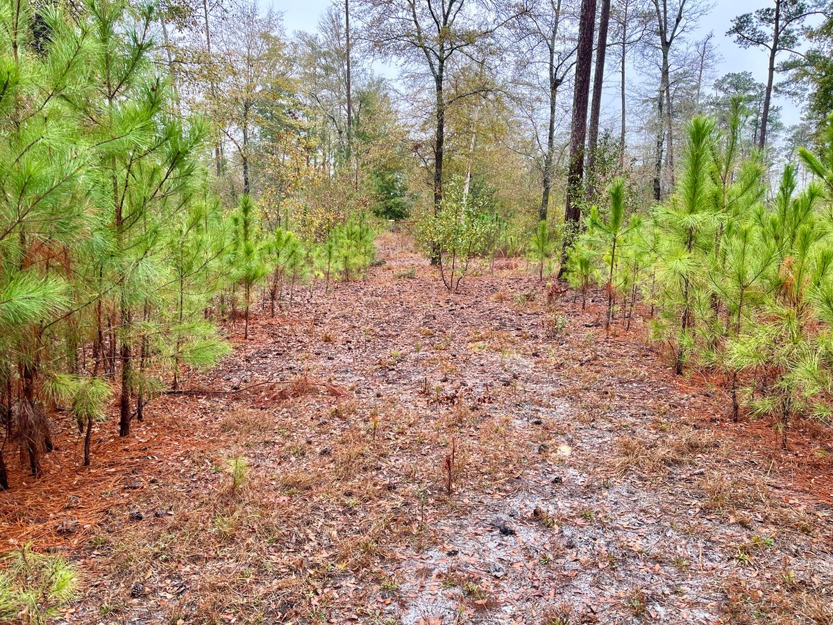 Hole 6 tee