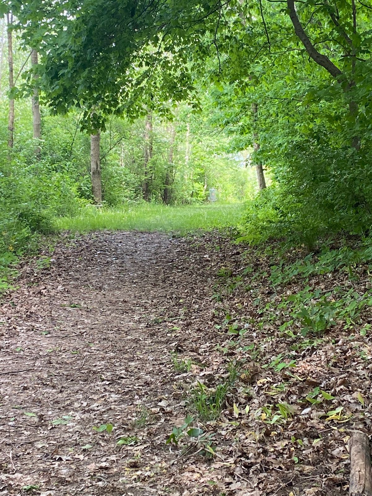 Tee view of hole 15
