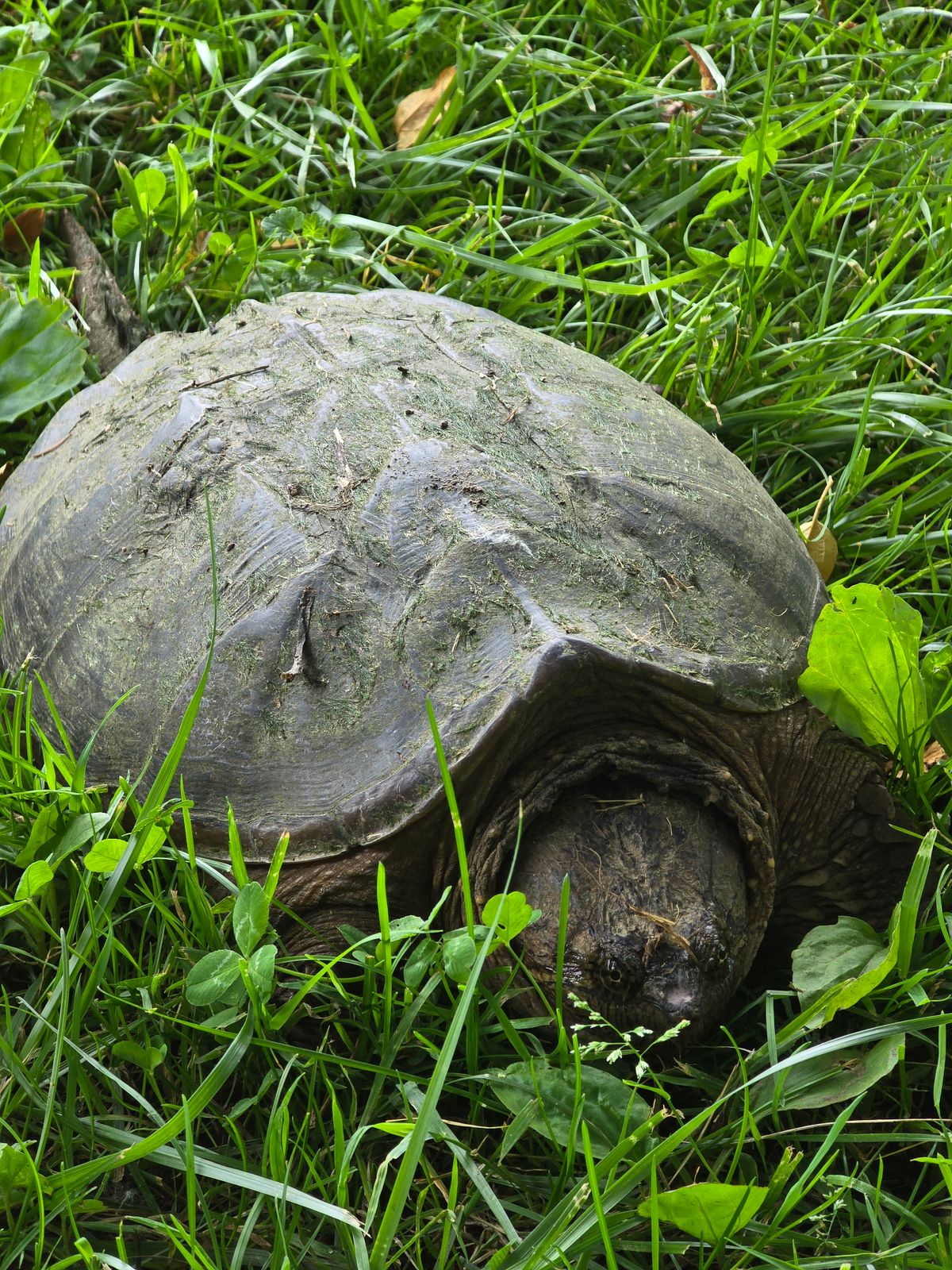 Turtle-Hole 13