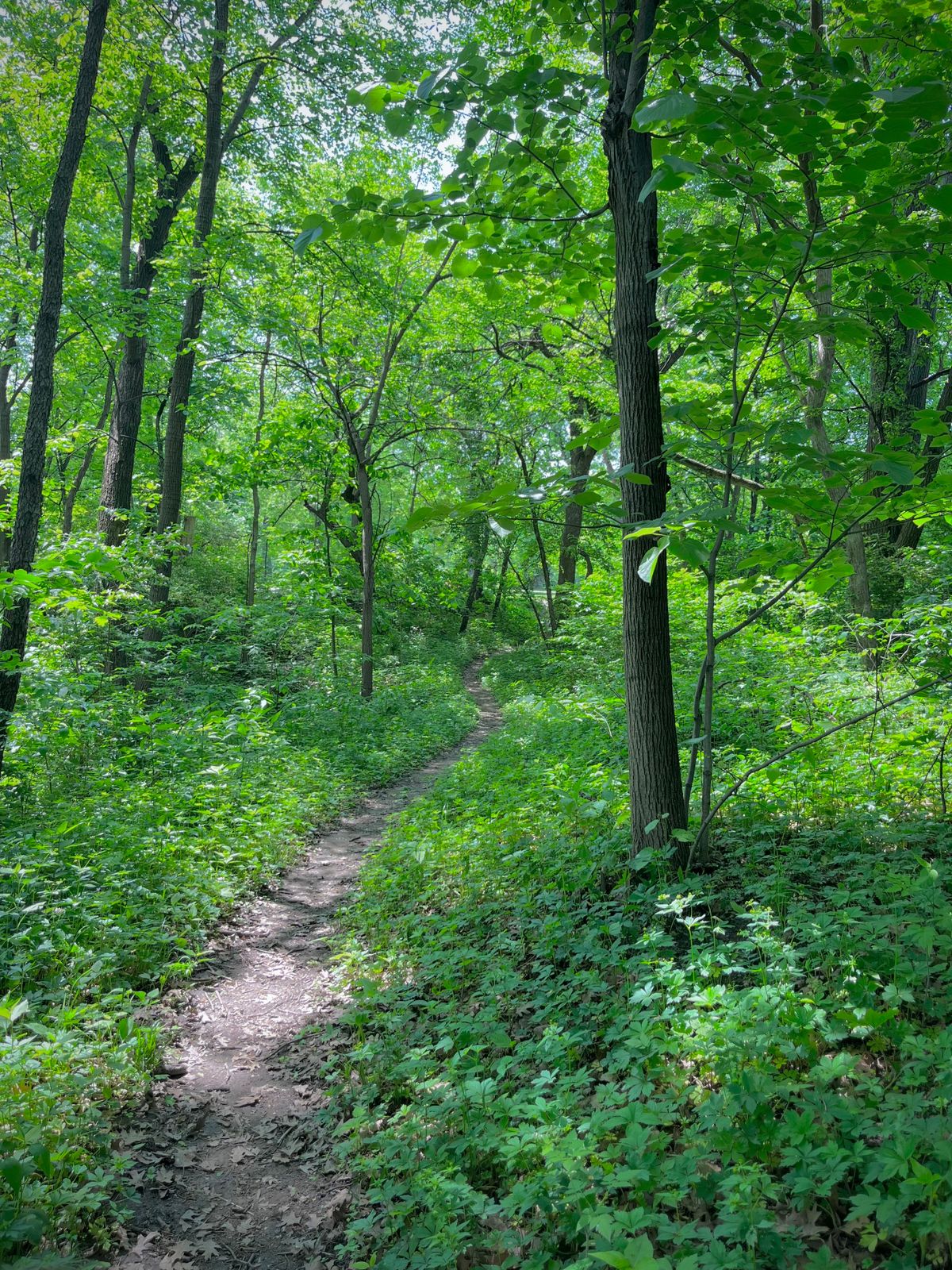 Pathway on hole 3 (DMC layout)