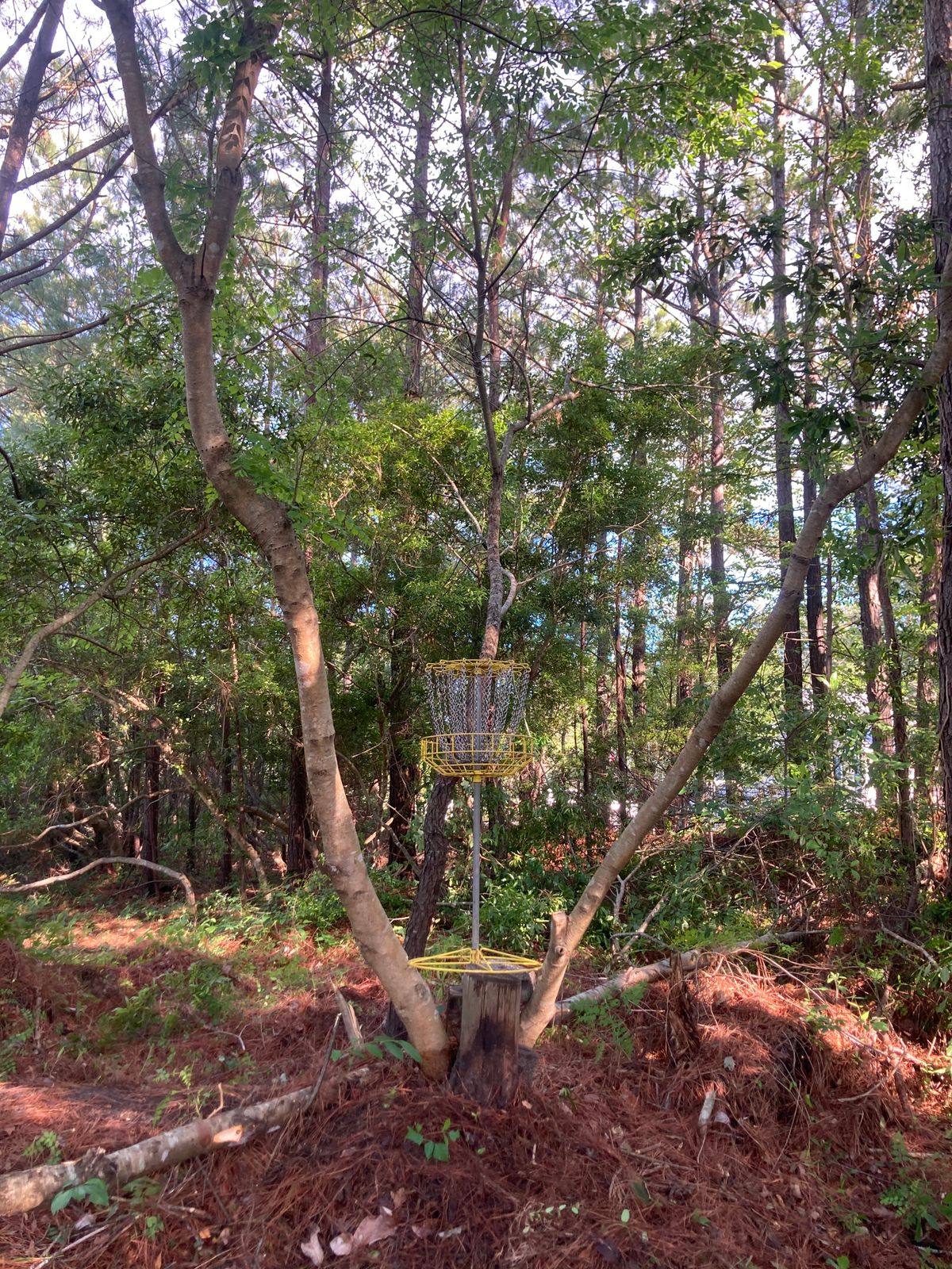 Mini disc golf course hole 3