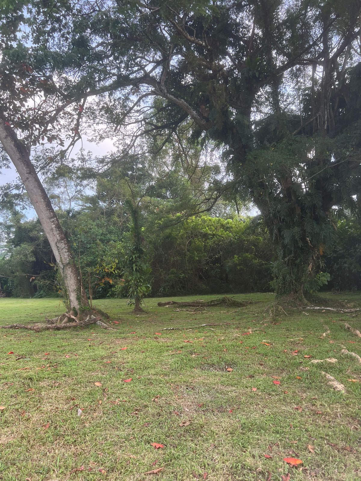 Green for Hole 1 with guardian trees in foreground