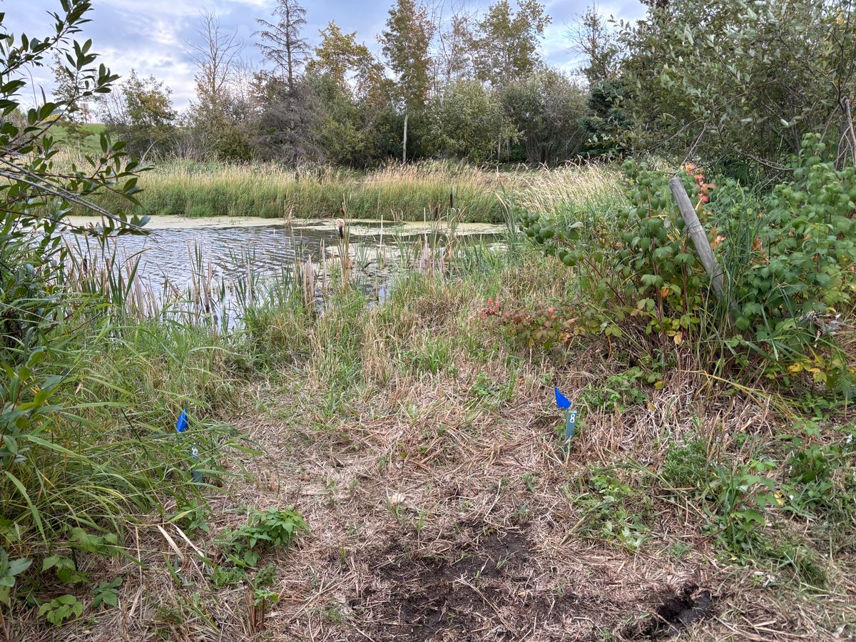 Hole 8 Blues