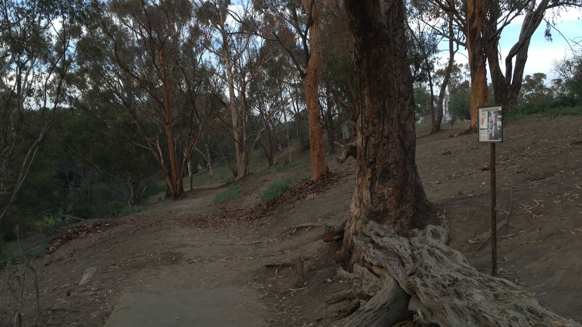 Before the trees were cut 2016