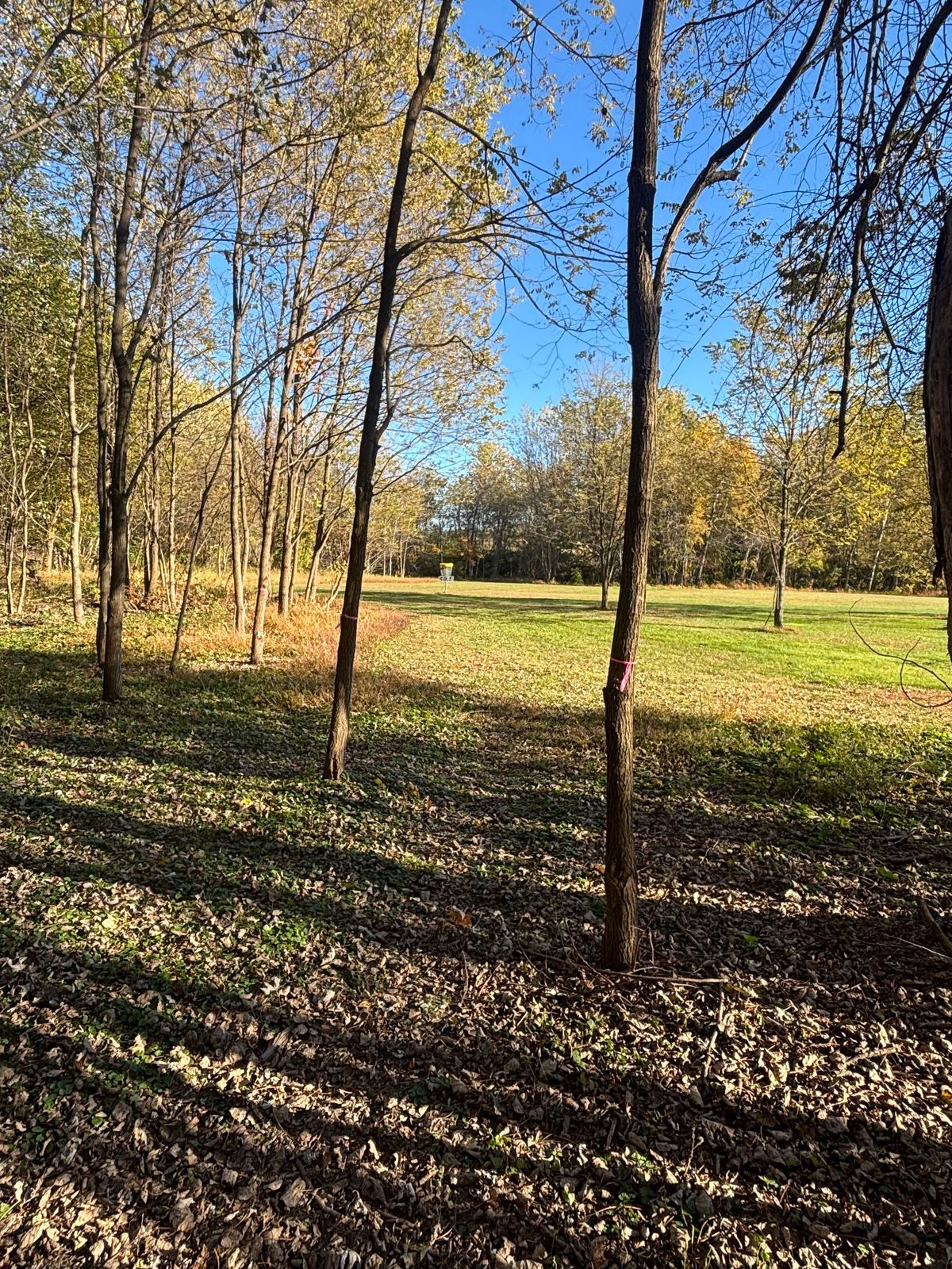 Fairway of 7 with last row of guardian trees