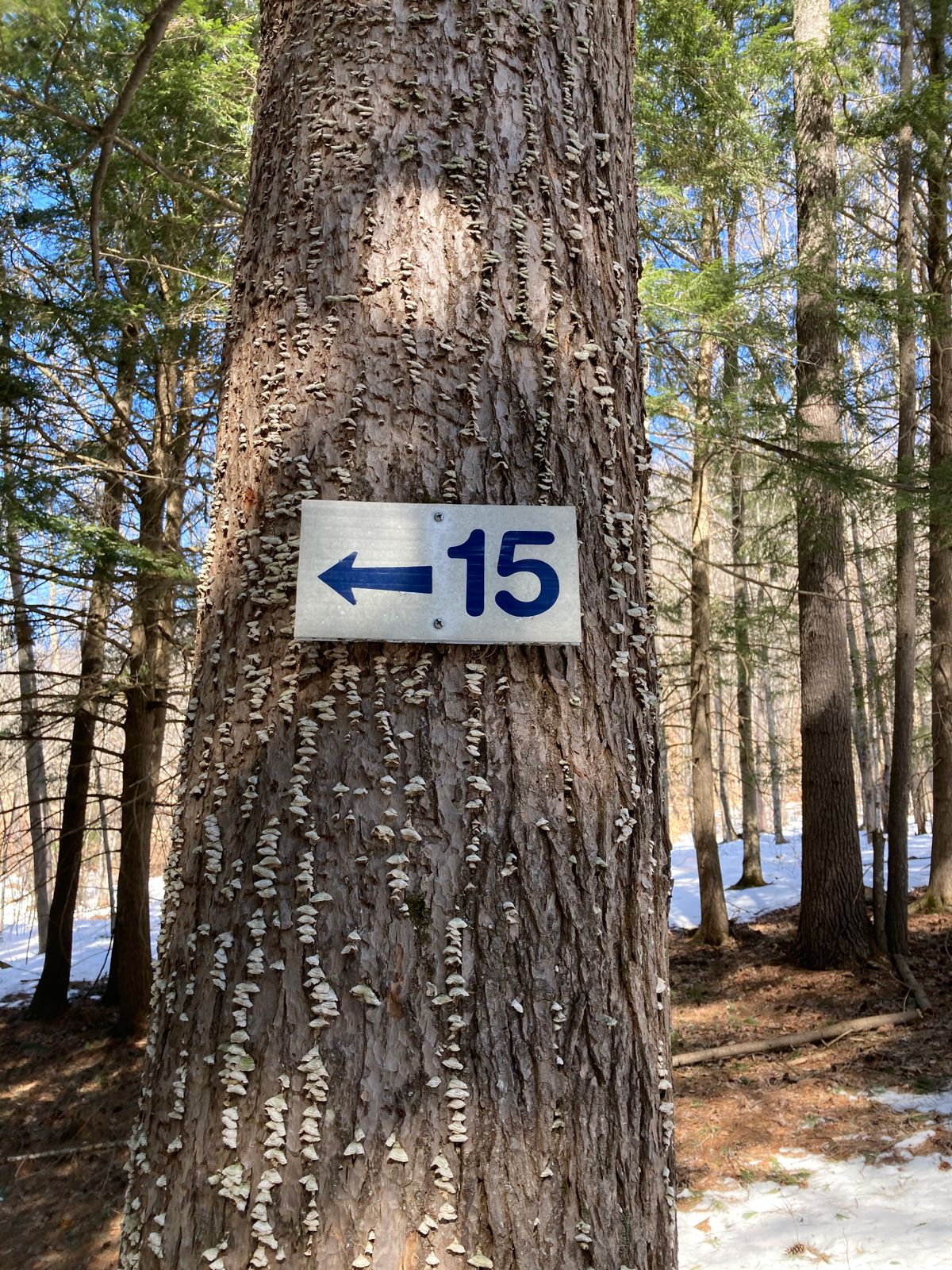 To hole 15!