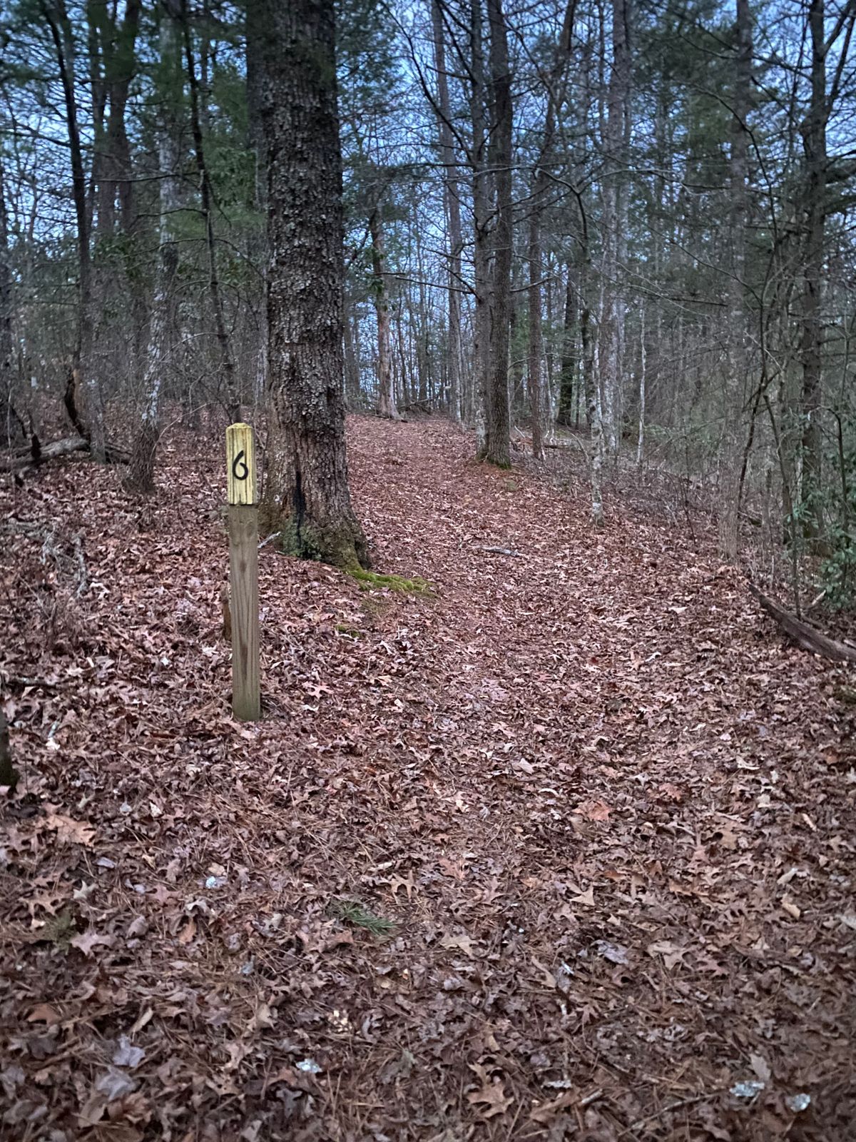 Tee box of hole 6