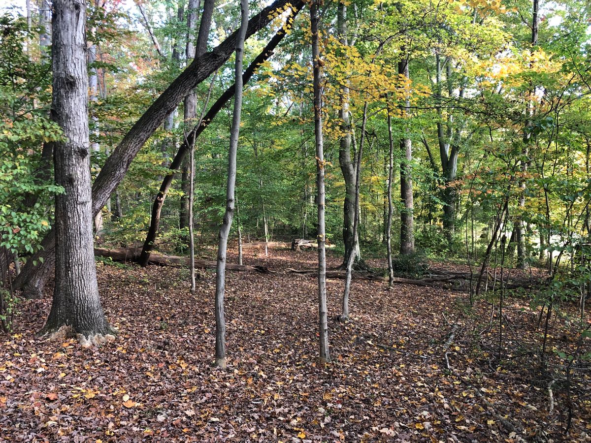 #18 Basket position B from Left Gold Fairway.