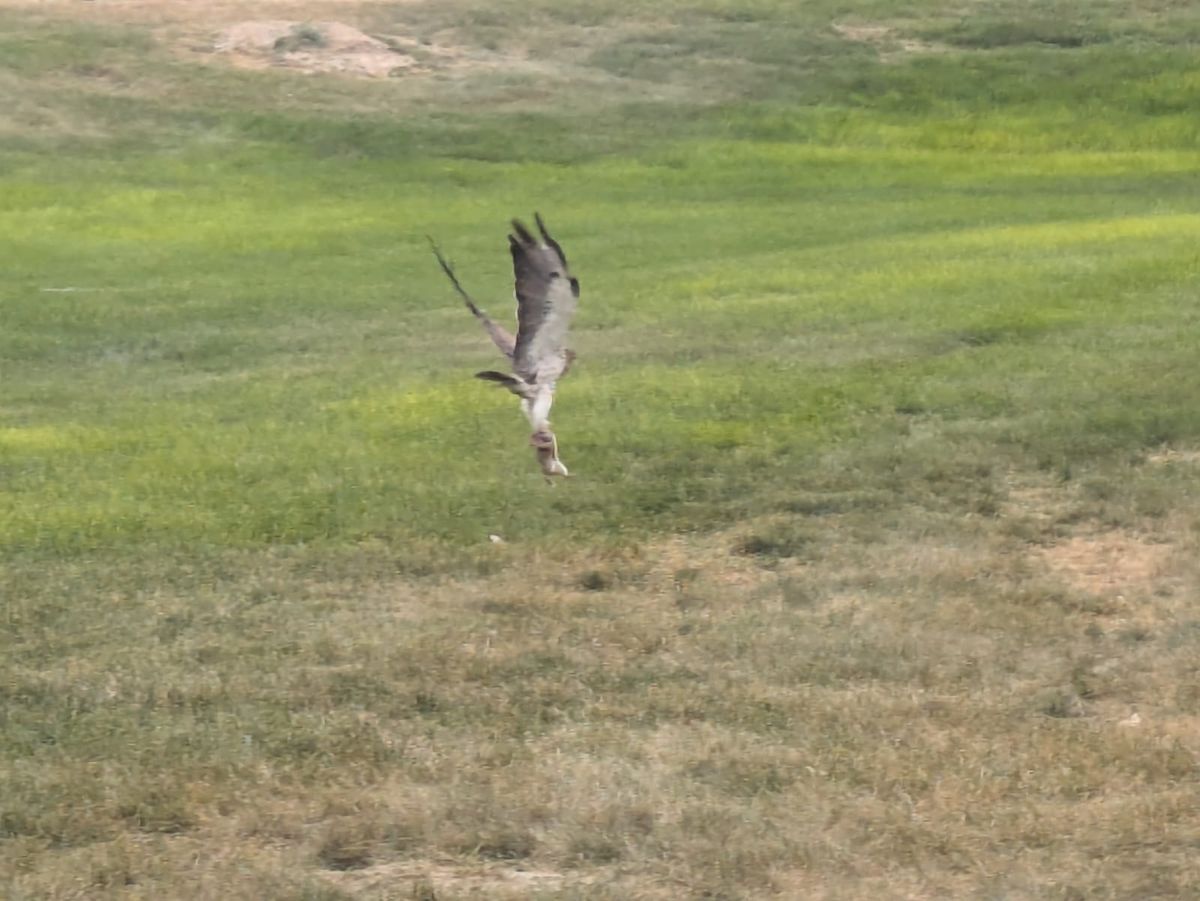 Hawk with gopher on hole 18!!