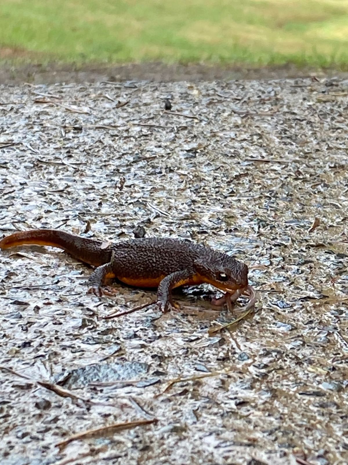 Lizards and other wildlife are usually present on the course if you’re out early.