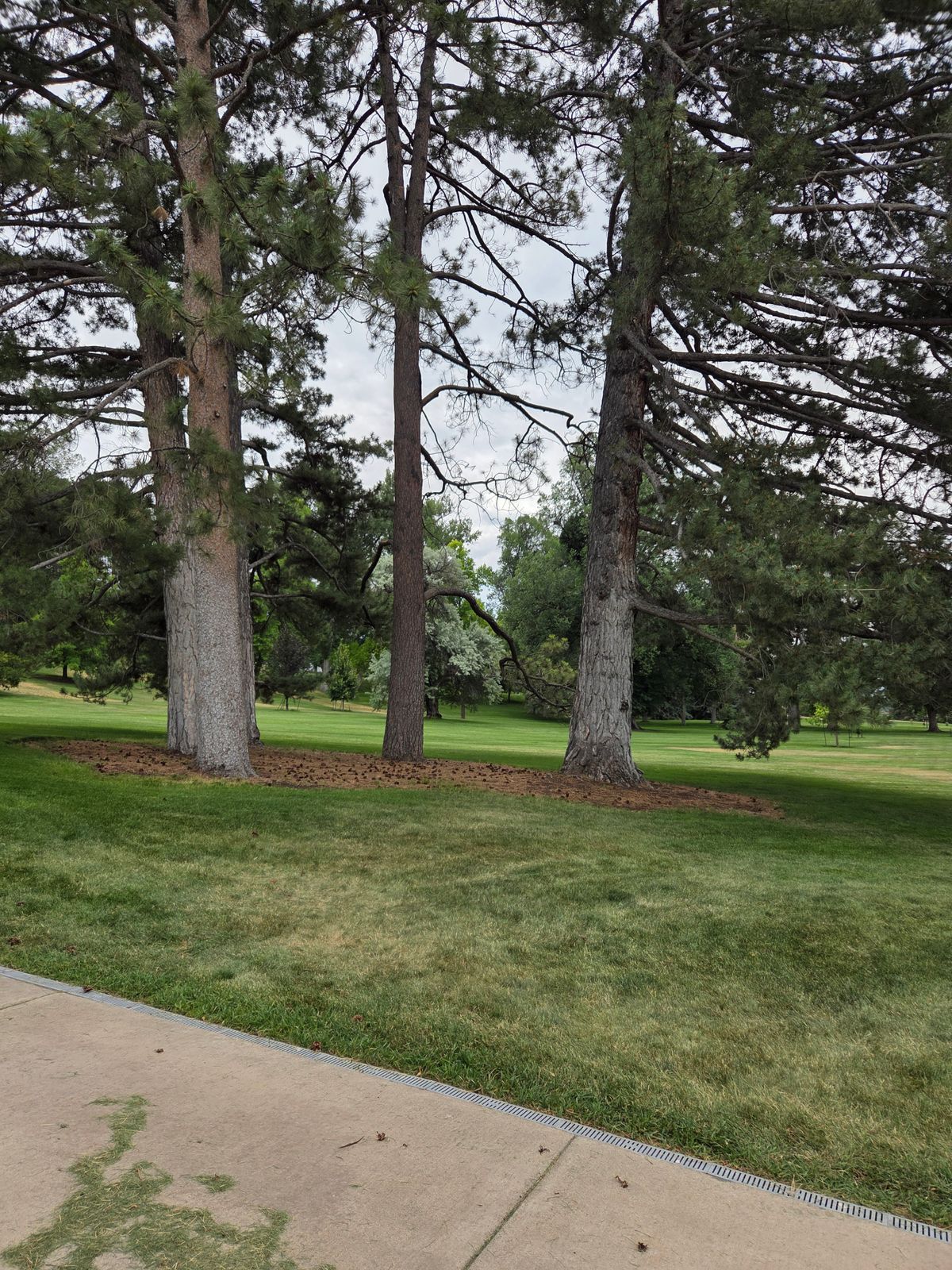 Hole 3's green looking back