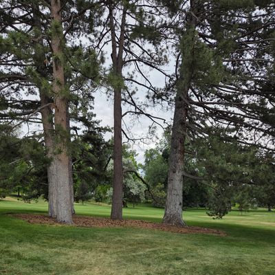 Hole 3's green looking back