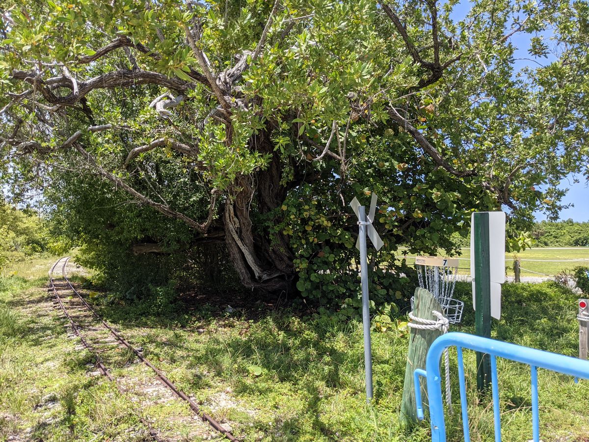 Basket 7 and the tree that eats discs