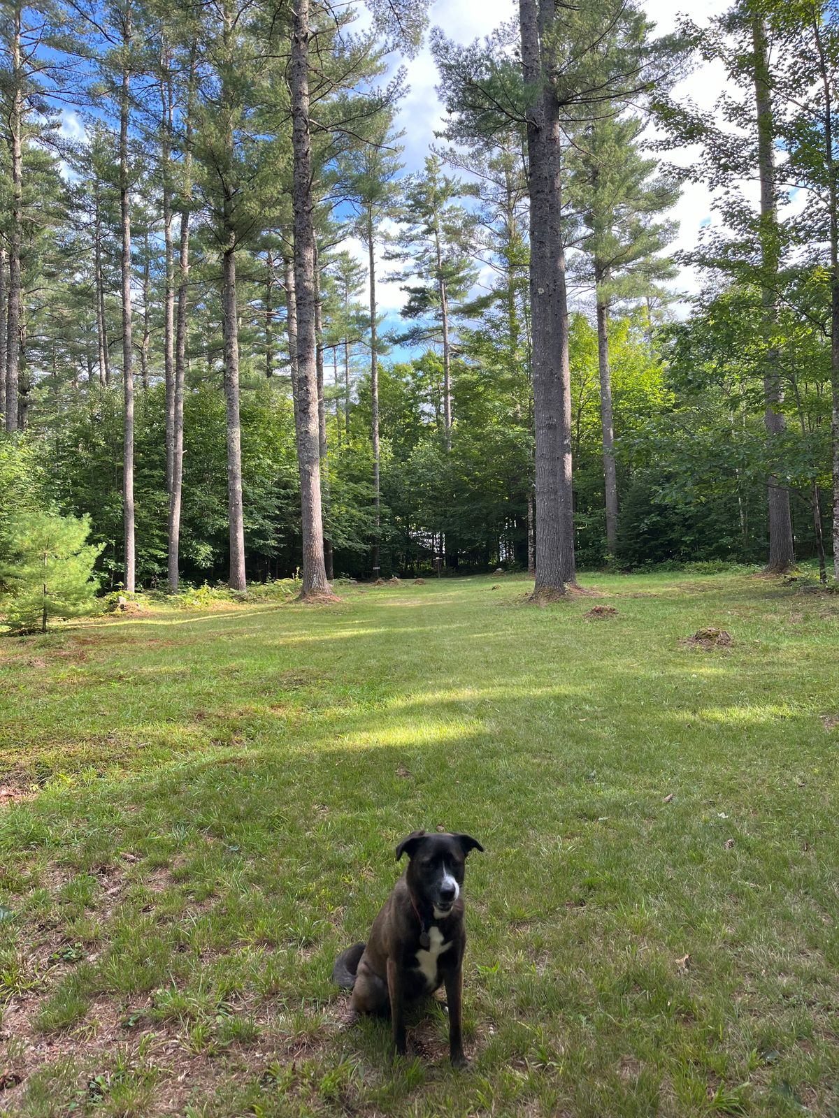 #2 fairway after a slight dog leg left.