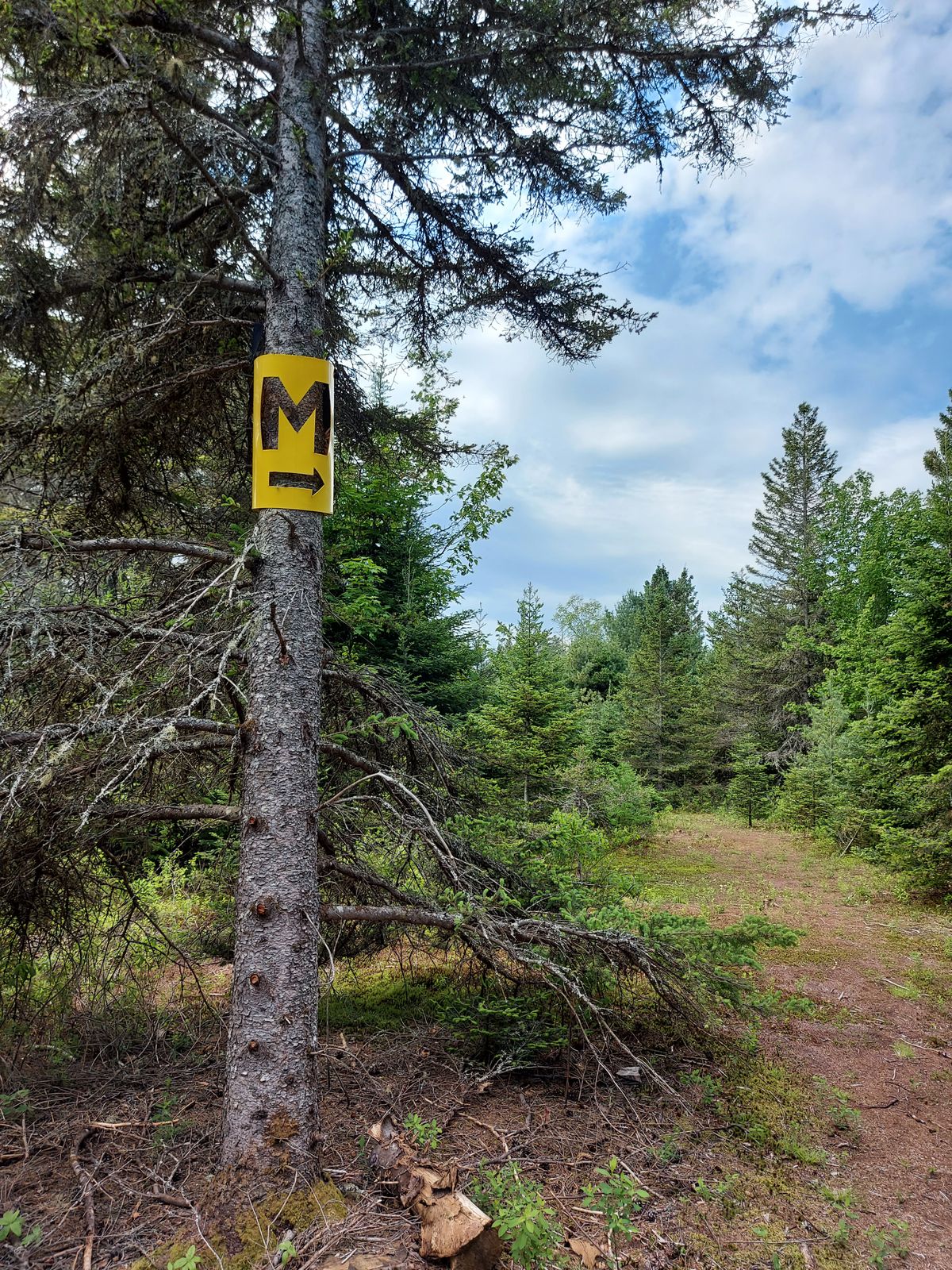 Mando on hole 14. 🍁🌲🍁🌲🍁🌲
