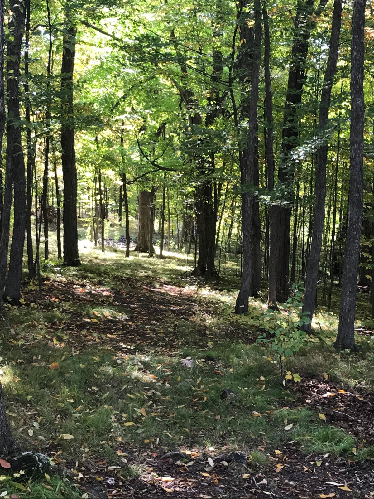 The fairway to the third basket