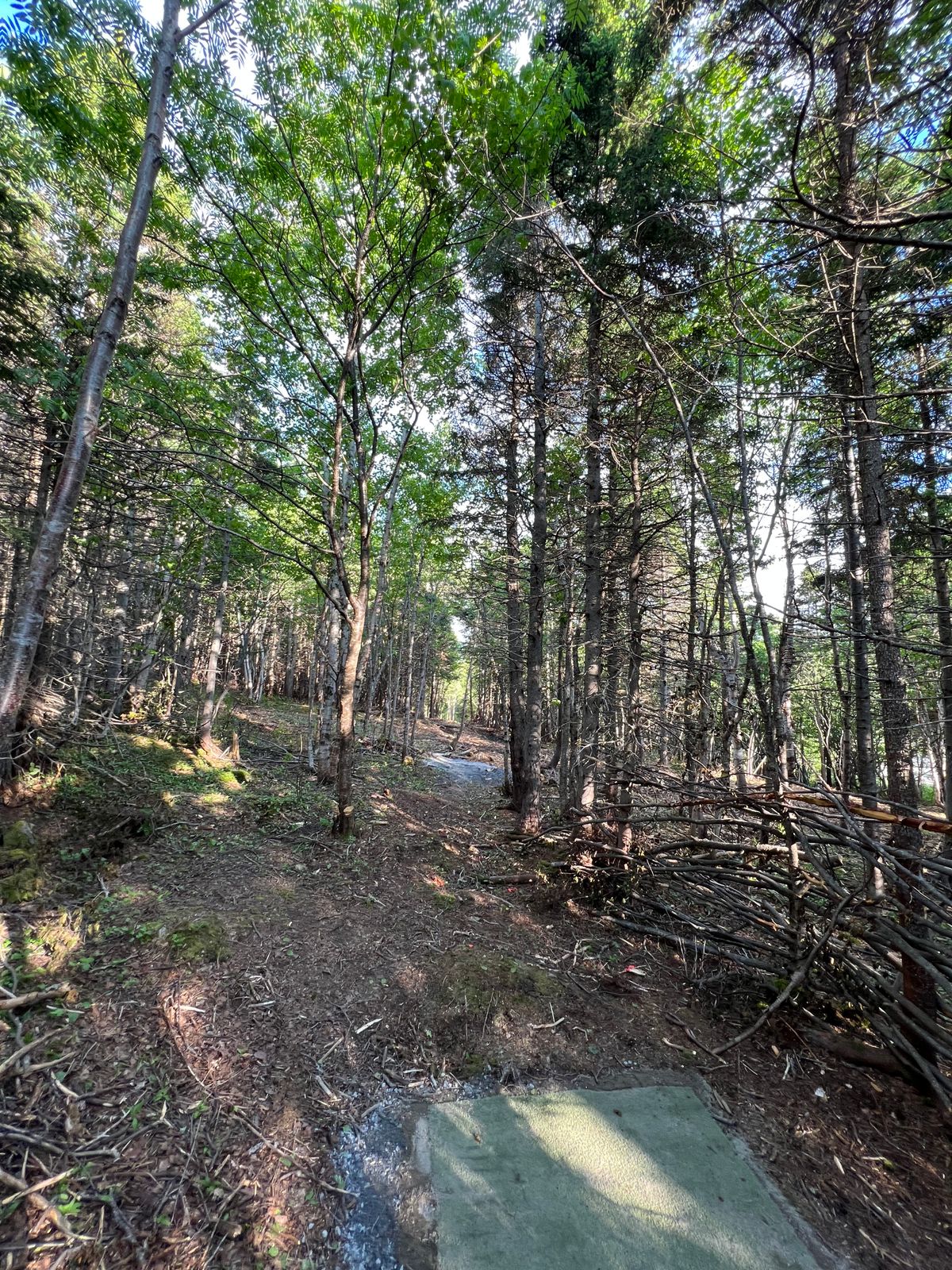 Hole 17 (hole 8 on blue loop)
