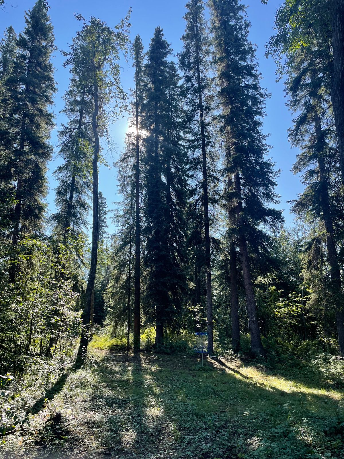 Towering spruce at the hole 7 green