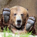 bearfoot
