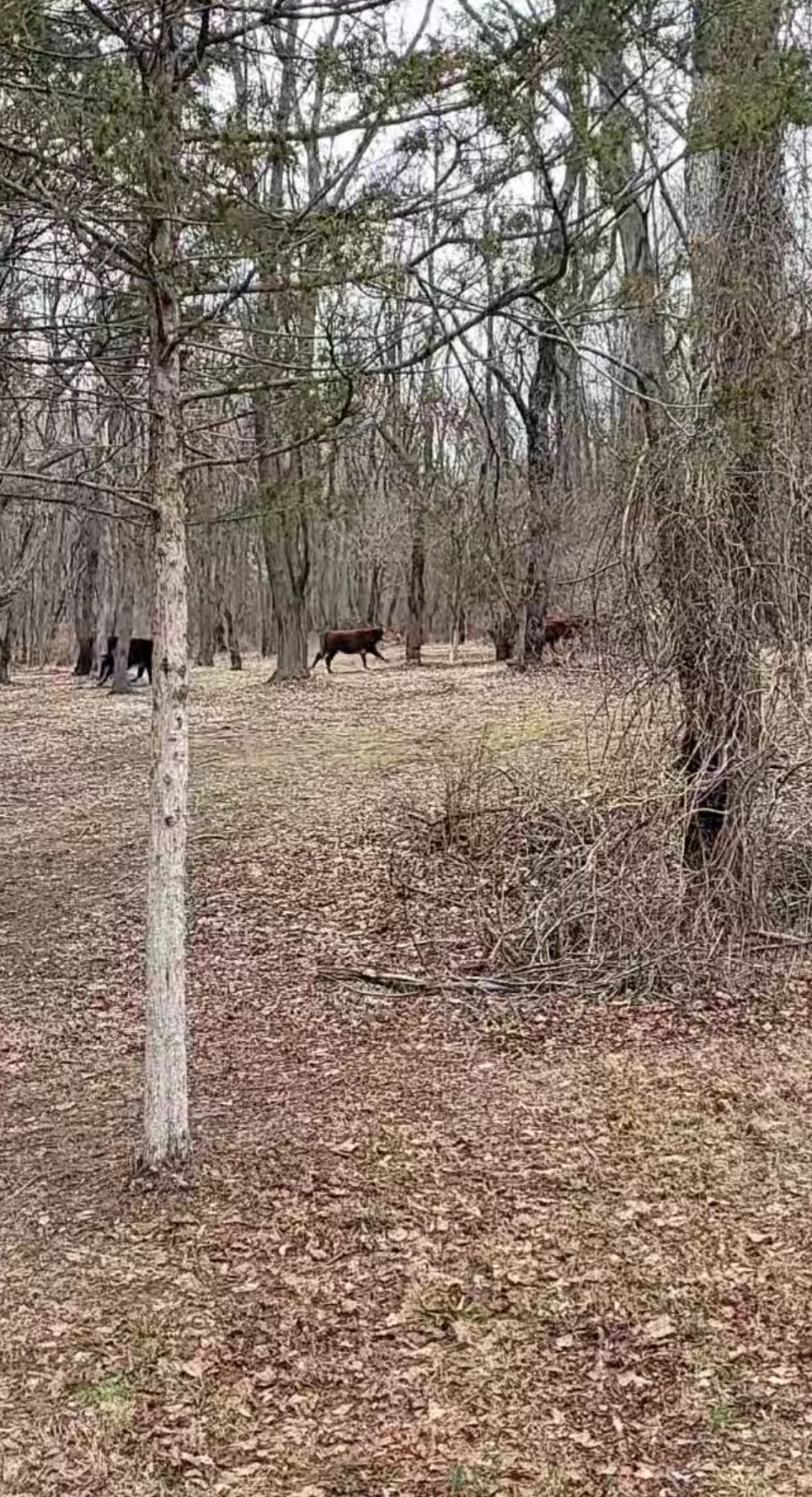 Fun moooving obstacles to avoid!