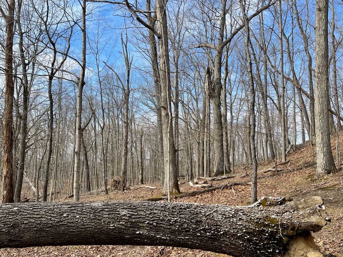 Hole 16 (Fairway)