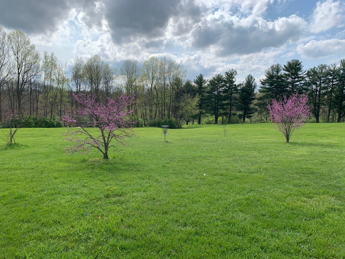 Hole 6 basket surrounded by redbud trees.