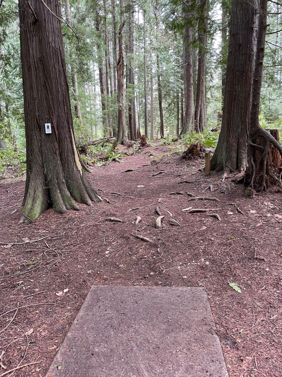 Hole 8 white tee