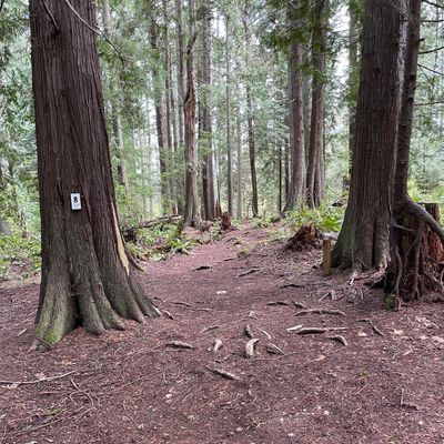 Hole 8 white tee