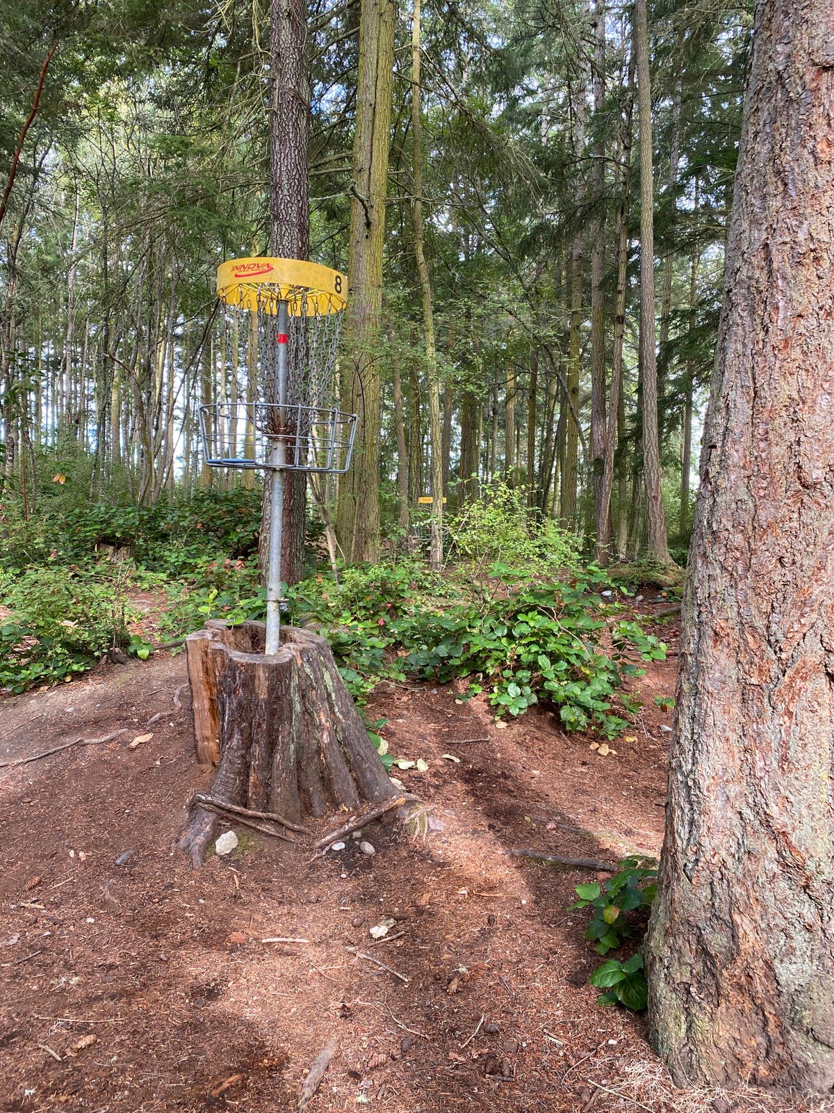 Hole 8 elevated basket.