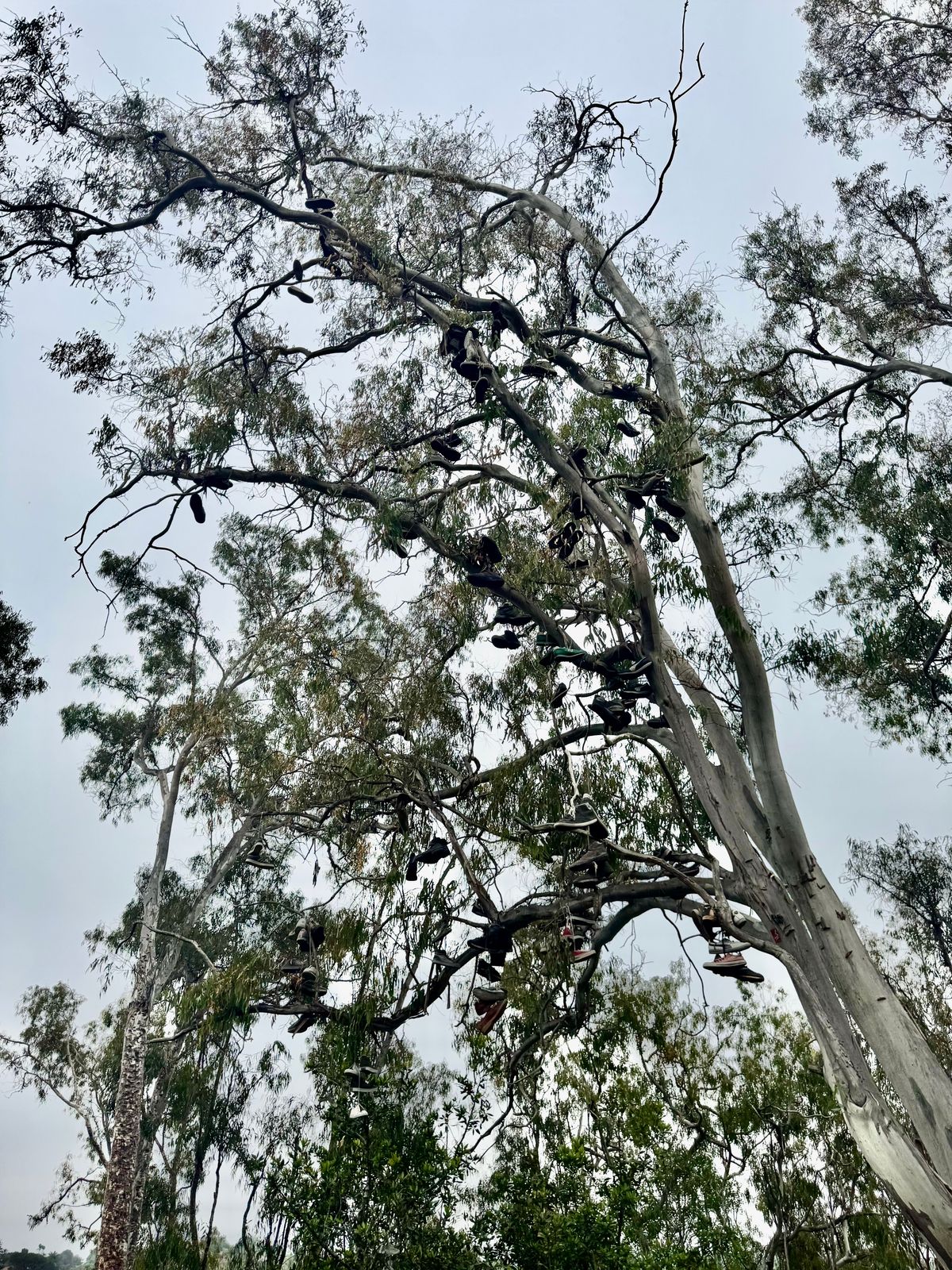 The Shoe Tree is impressive