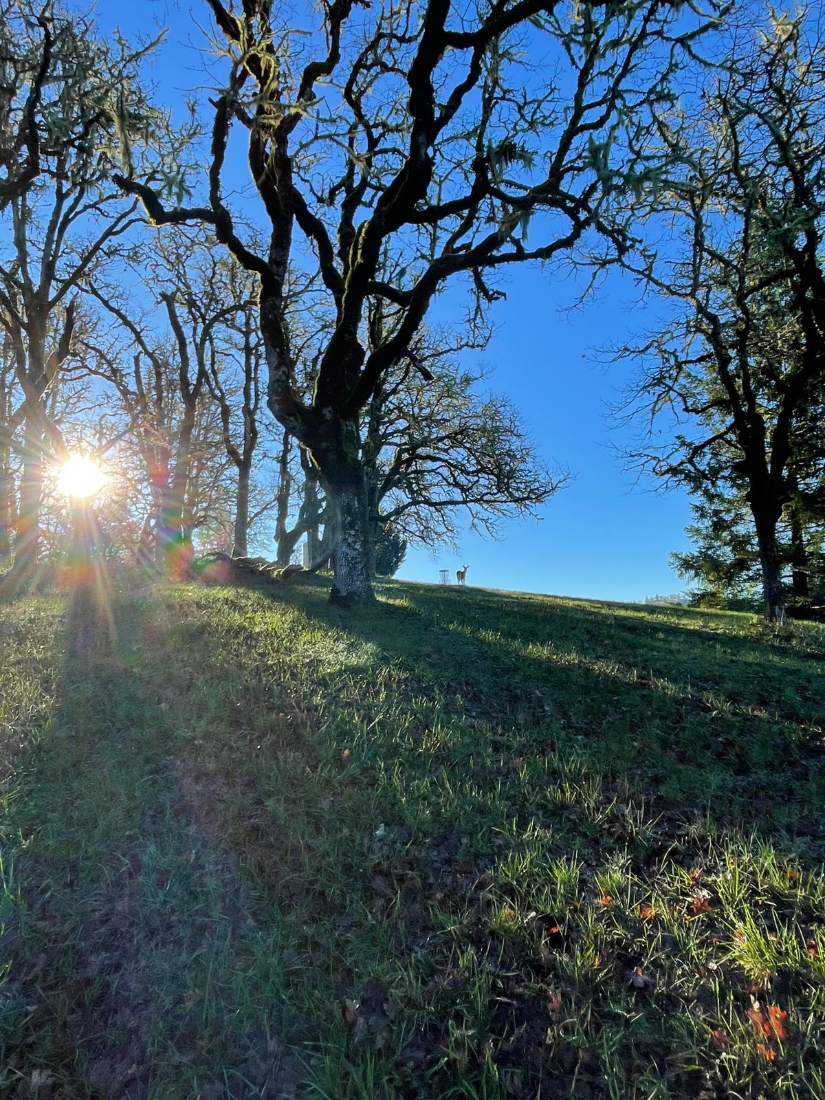 Sunrise on basket 10 or 11