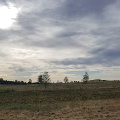 Nate Sextons wet dream....why are trees?