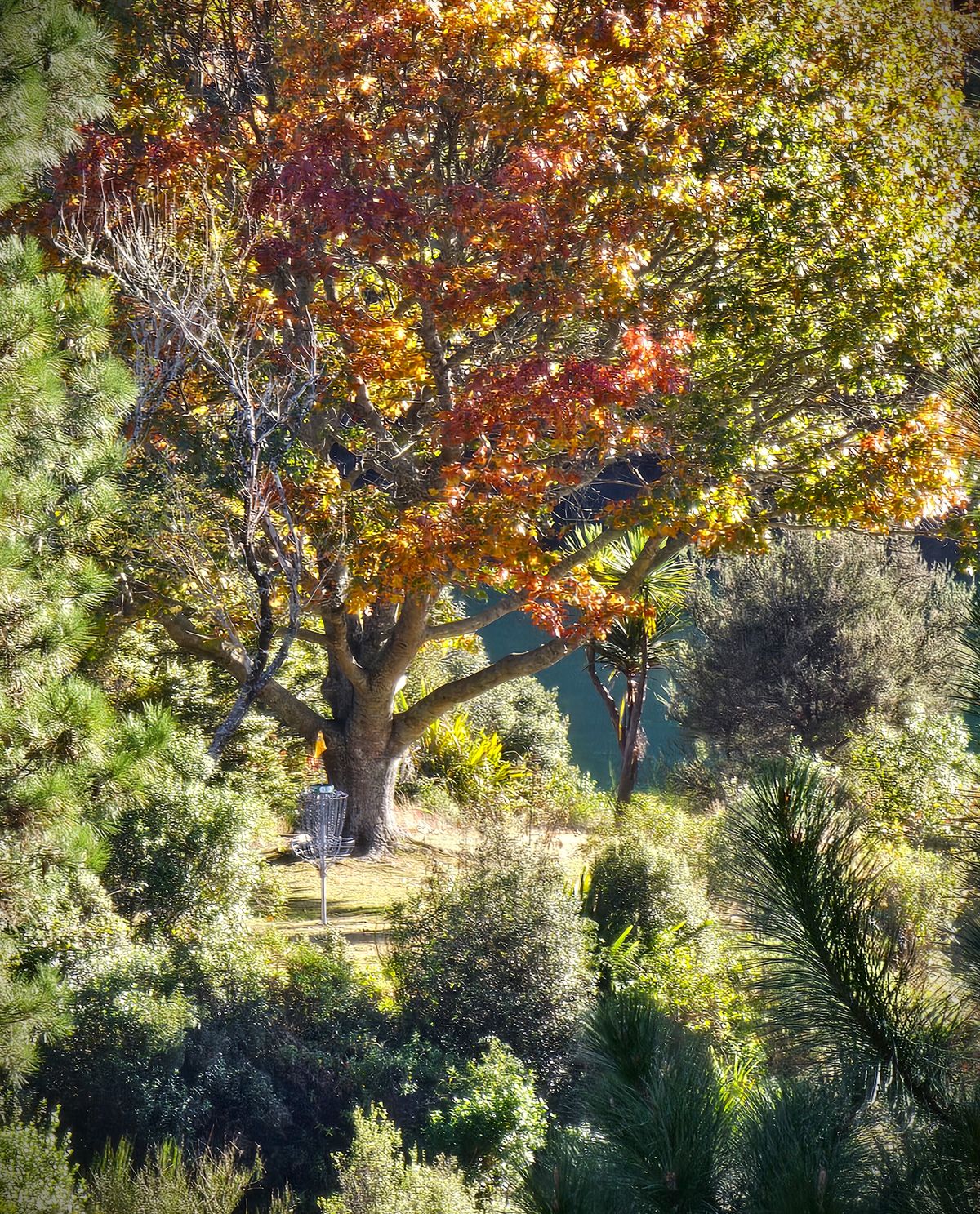9th 'black' basket is a stunning part of the course.
